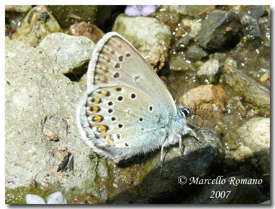 A spasso sulle Alpi Marittime:8.Plebeius idas (Lycaenidae)